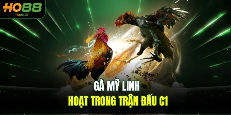 Đá Gà C1 - Trải Nghiệm Đỉnh Cao 2026 Cho Người Chơi HO88 