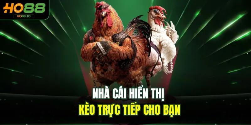 Đá Gà C3 - Bộ Môn Kịch Tính, Cuốn Hút Top 1 Tại HO88