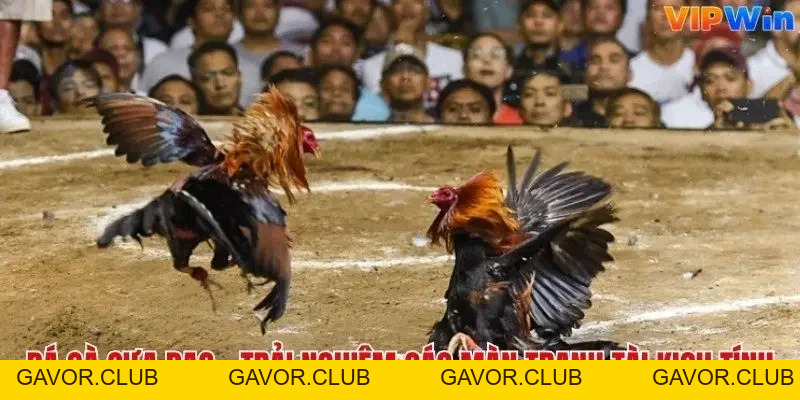 Đá gà - Vipwin | Đăng Ký | Đăng Nhập Chính Thức Vipwincom 2026